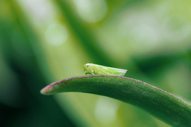 Kabóca 