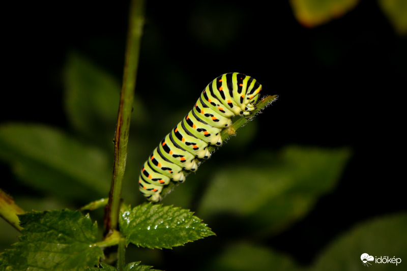 Fecskefarkú pillangó hernyója 
