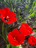 Tulipán
