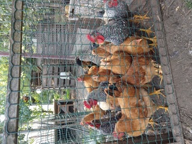 17 csirke egy helyen