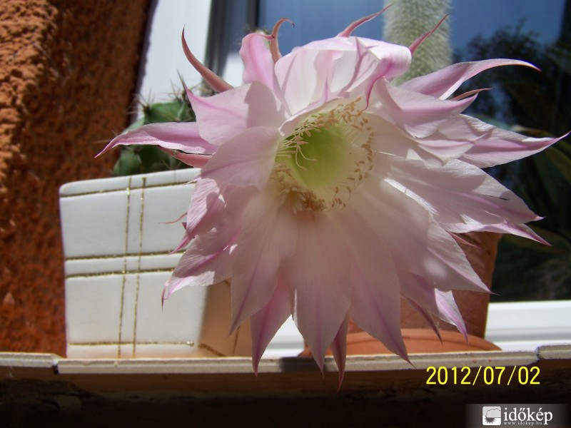 A kaktusz virága:-)