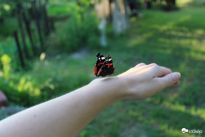 Barátságos pillangó