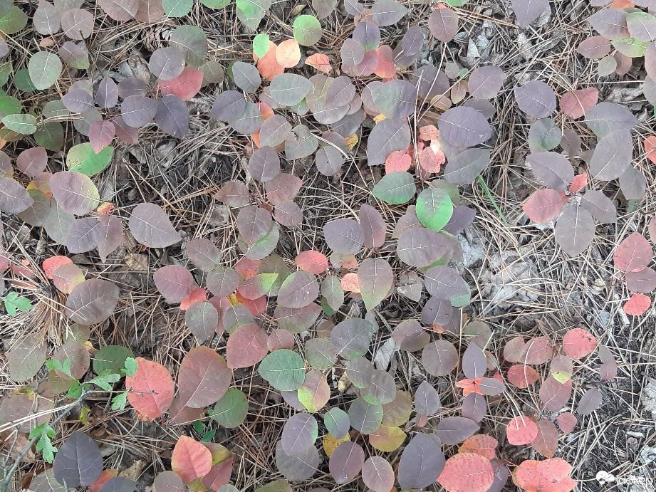 Budapest III.ker - Óbuda