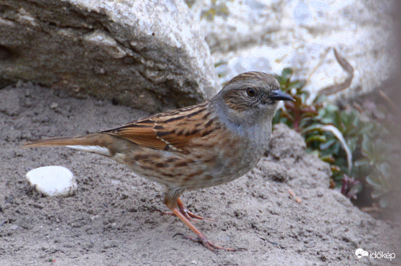 Erdei szürkebegy...