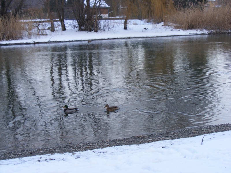 Vadkacsák