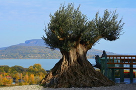 Olajfa a balatongyöröki Becehegyen 10.25.