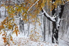 Az ősz és a tél találkozása (2022.11.23.)