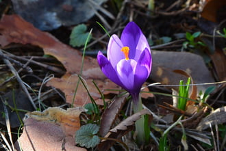 Nyílnak a napsütésben