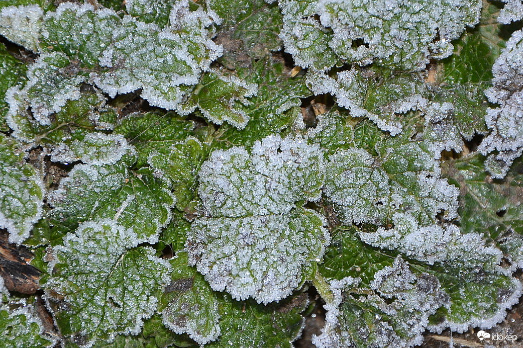 'Porcukros' reggel 12.31.