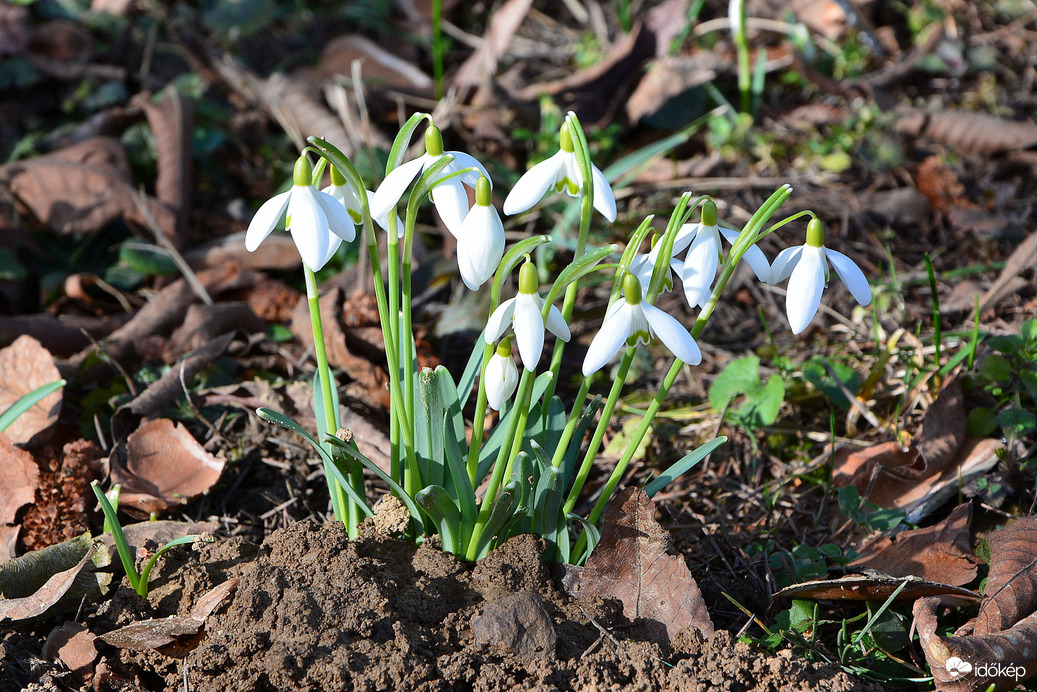 Nyílnak a napsütésben