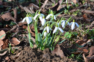 Nyílnak a napsütésben