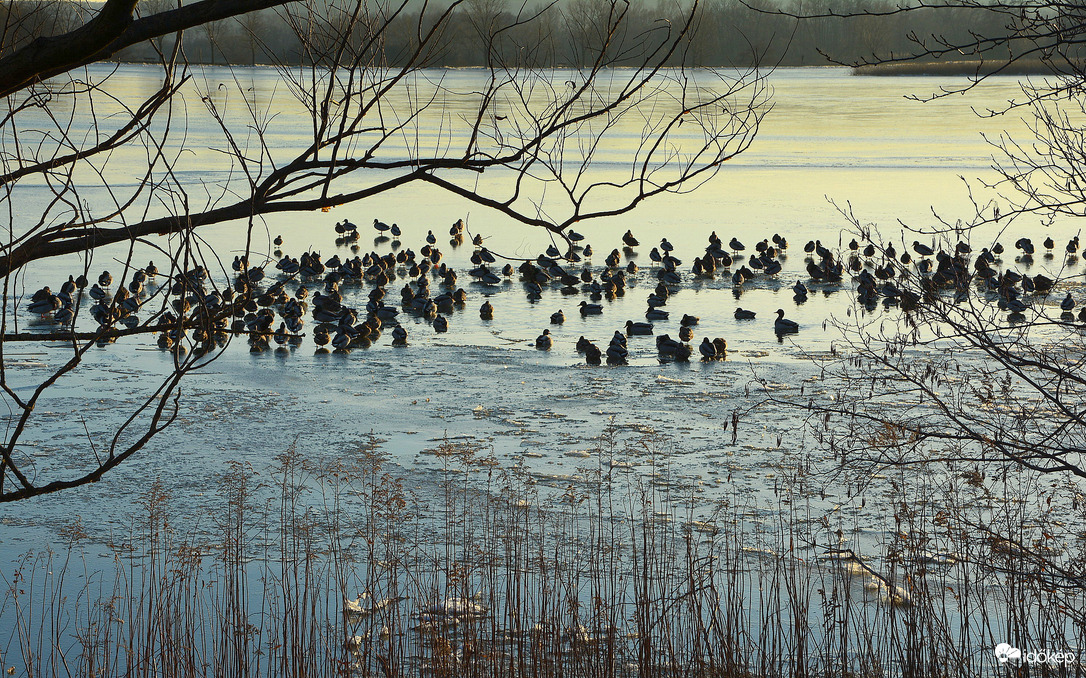 Madarak összegyűlve a fagyos Abért-tavon