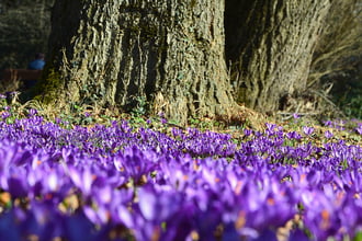 Lila sáfrányok február végén