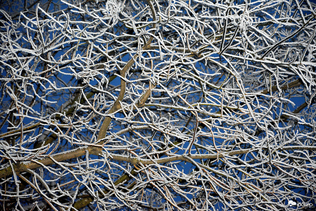 Deres ágak kék órában 01.16.