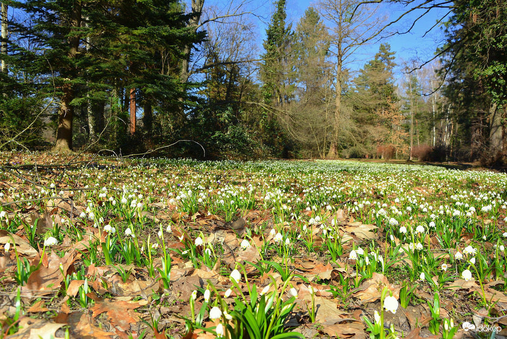 Tőzikék február végén