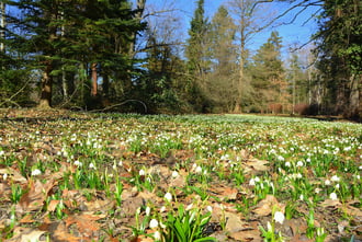Tőzikék február végén