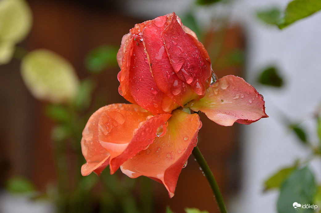 Esőcseppes rózsa a szürkeségben december 5-én