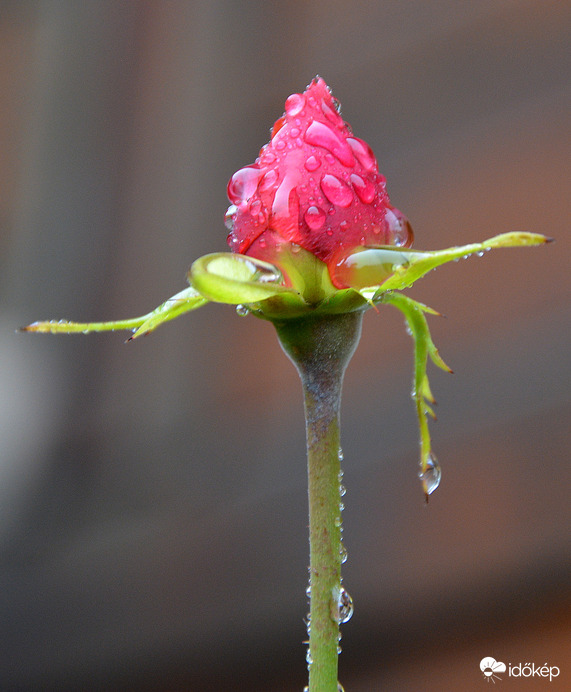 Ő még tartja magát 12.05.