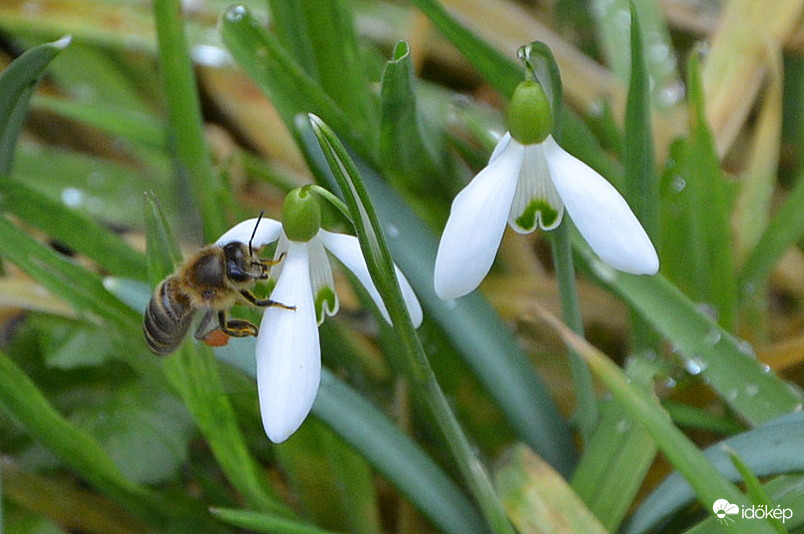 Már gyűjtögetnek 02.13.