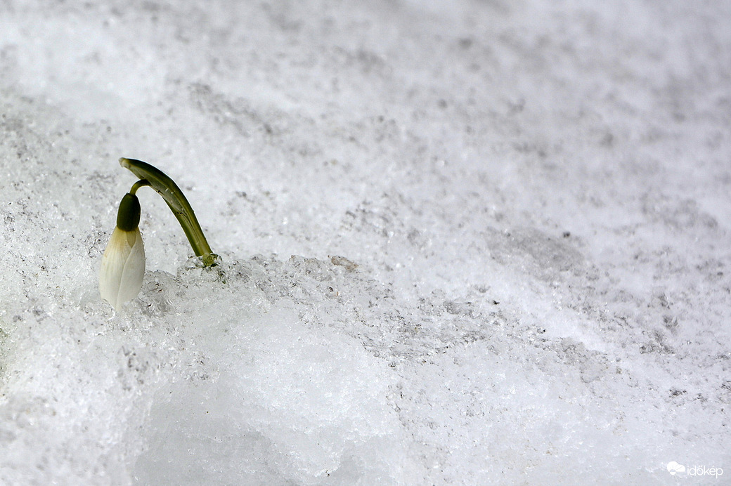 Hóvirág 02.20.