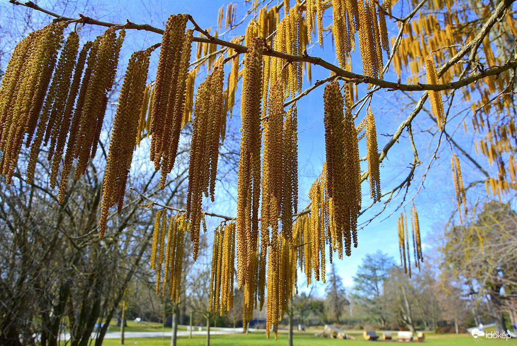 Virágos mogyoró február végén