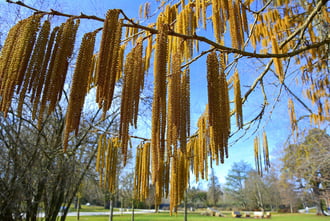 Virágos mogyoró február végén