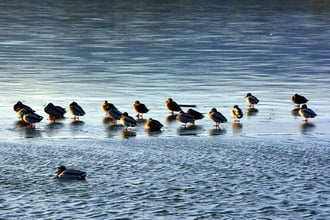 Jegesedés a kőszegi Abért-tónál 01.01.