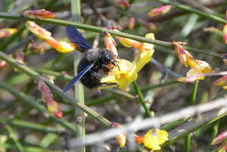 Már szorgalmasan gyűjtöget a kék fadongó 
