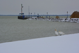 Hattyúk a hóban 01.07.