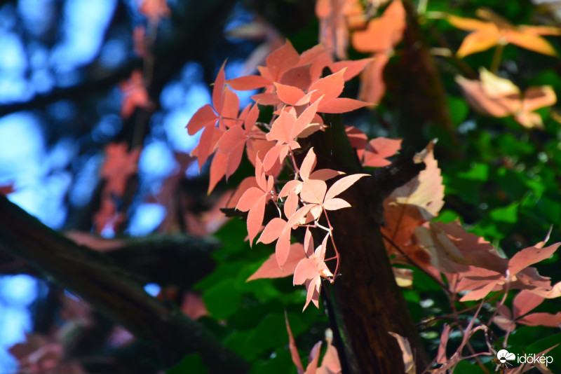 'Az ősz egy második tavasz, amikor minden levél virággá változik"