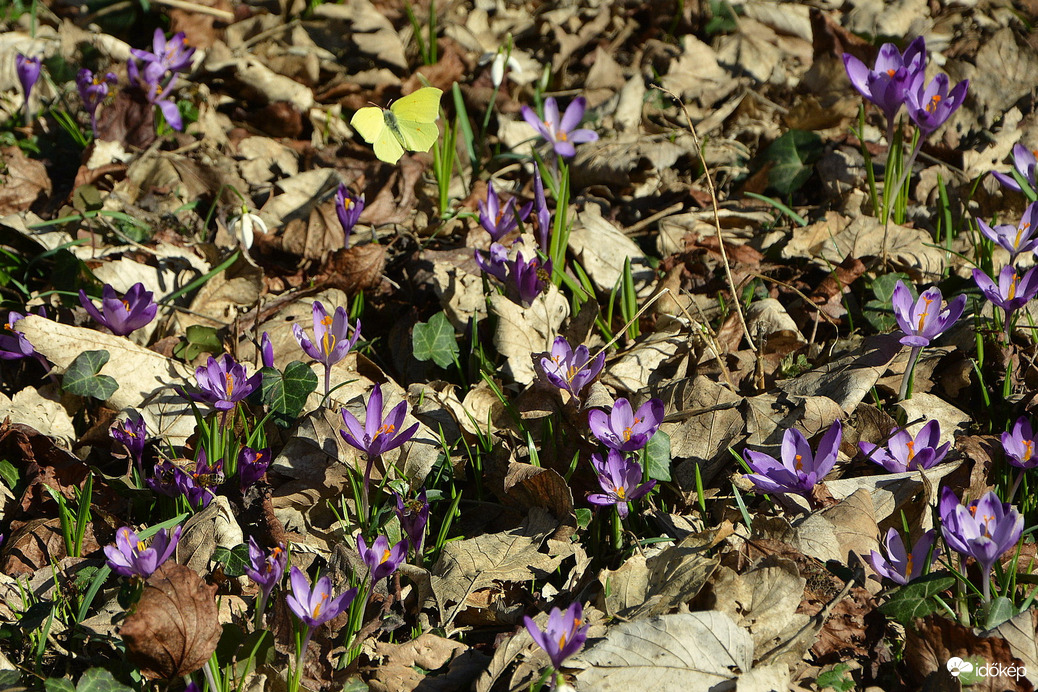 Citromlepke repkedett a virágok között