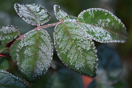 Deres reggel Szombathelyen 11.28.