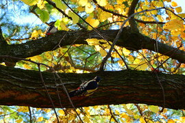 Harkályok a novemberi őszben 11.05.