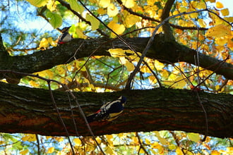 Harkályok a novemberi őszben 11.05.
