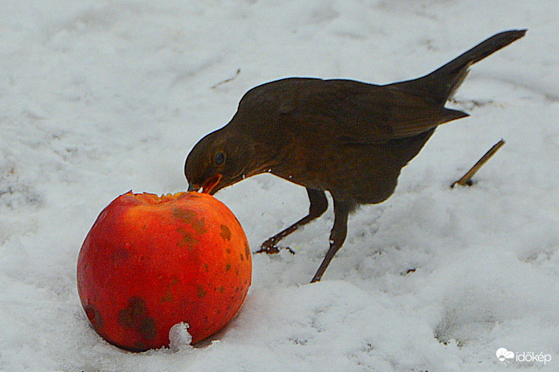 Fontos a madarak etetése 01.15.