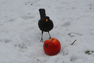 Fontos a madarak etetése 01.15.