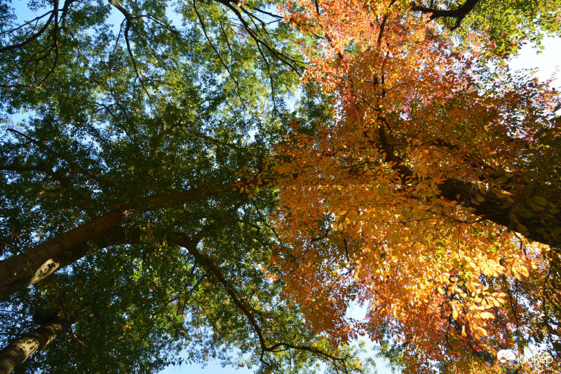 Kámoni Arborétum 10.12.