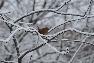 Ökörszem a havas ágon 01.15.