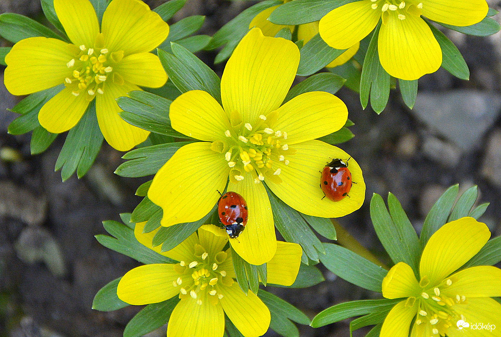 Előbújtak a katicák is 02.13.