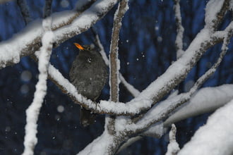 Kisrigó a havas ágon 02.20.