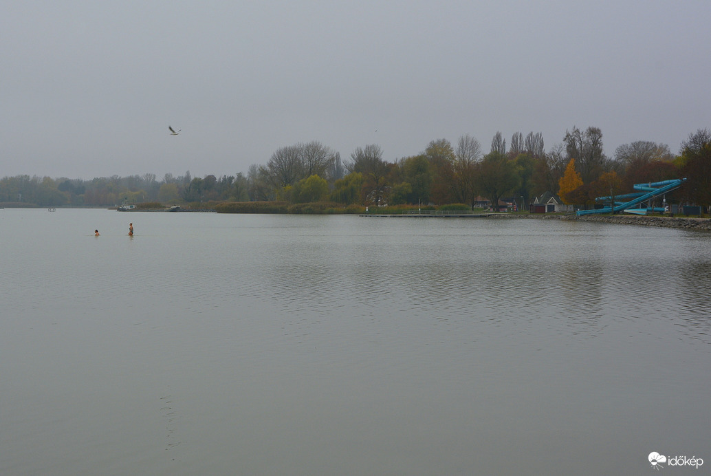 November közepén fürdőzők a Balatonban 11.16.