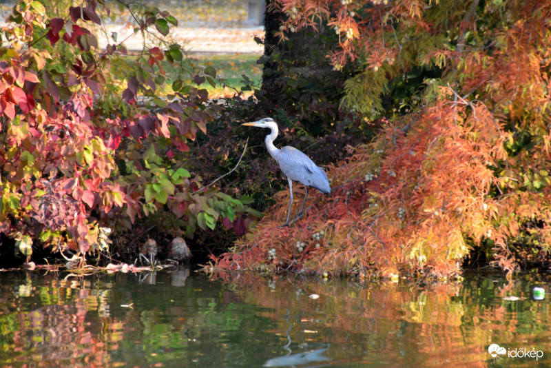 Szürke gém a szombathelyi Csónakáz-tónál 10.20.