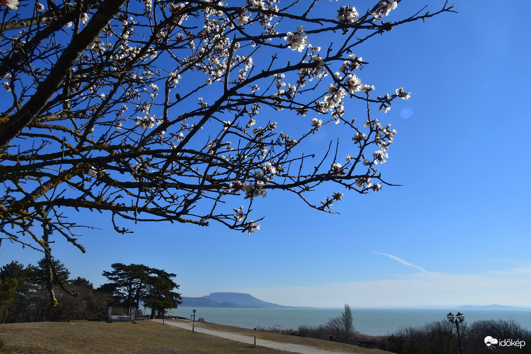 Mandulavirágzás Balatongyörökön 03.12.