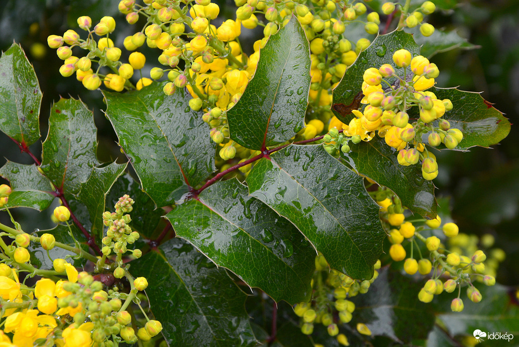 Esős szombat 03.29.