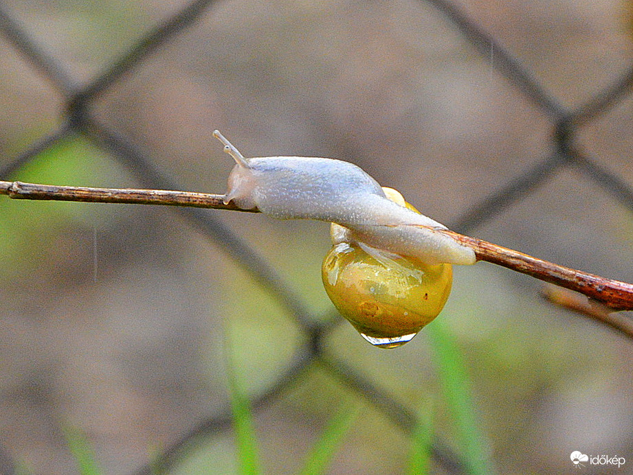 Esős szombat 03.29.