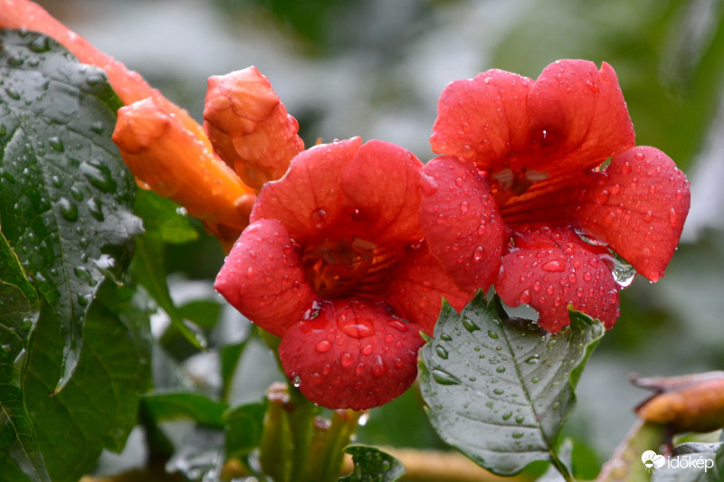 Nagy eső után, cseppesen 07.22.