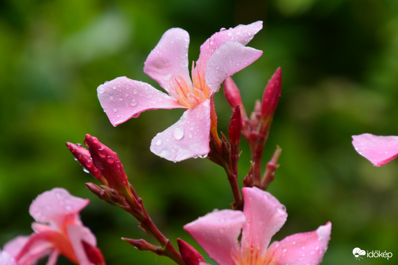 Nagy eső után cseppesen 07.22.