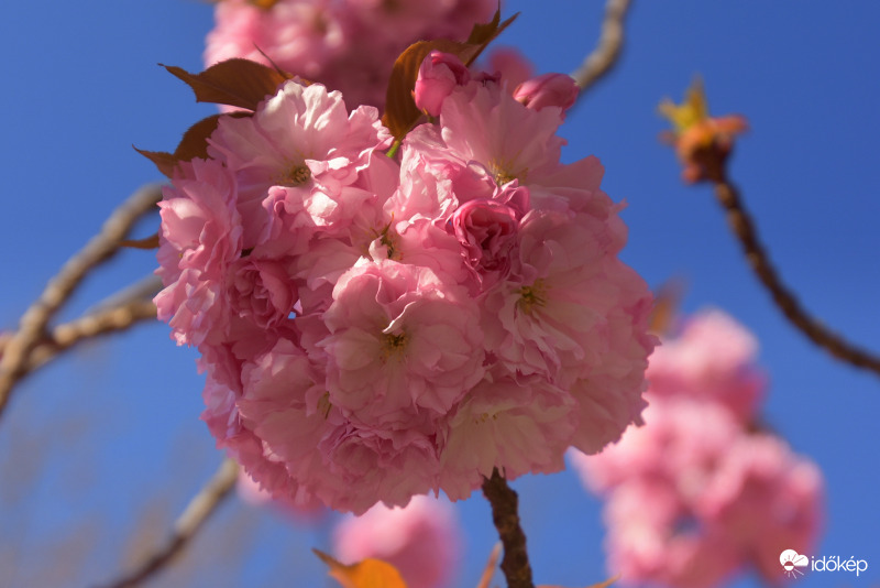 Japán díszcseresznye virág