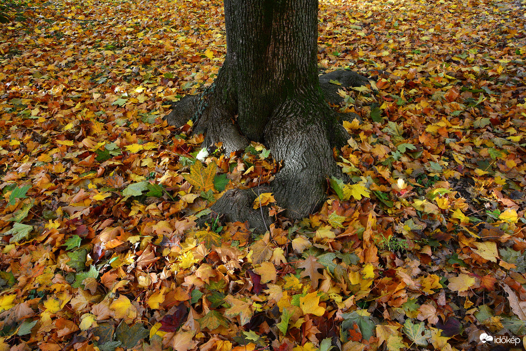 Színes falevelek 10.24.