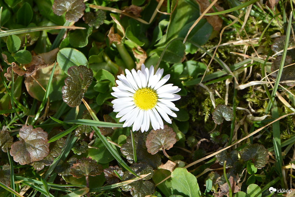 A tavasz mosolya februárban 02.10.